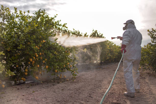 Best Bed Bug Extermination  in Welsh, LA