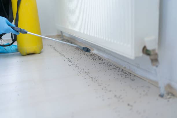 Best Bed Bug Extermination  in Welsh, LA